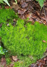 Attēlu rezultāti vaicājumam “Dicranum majus”