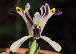 Attēlu rezultāti vaicājumam “Iris rosenbachiana flower”