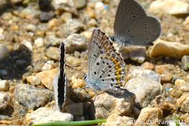 Attēlu rezultāti vaicājumam “Plebejus idas”