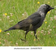 Attēlu rezultāti vaicājumam “Corvus monedula”