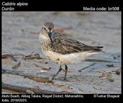 Attēlu rezultāti vaicājumam “Calidris alpina adult”