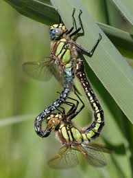 Attēlu rezultāti vaicājumam “Brachytron pratense”