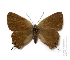 Attēlu rezultāti vaicājumam “Satyrium w-album”