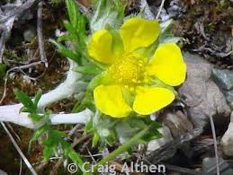 Attēlu rezultāti vaicājumam “Potentilla argentea leaf”