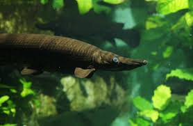 Image result for Atractosteus spatula