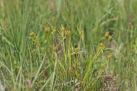 Attēlu rezultāti vaicājumam “Carex flava”