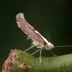 Attēlu rezultāti vaicājumam “Argyresthia semifusca”