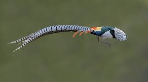 Image result for Chrysolophus amherstiae