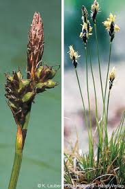 Attēlu rezultāti vaicājumam “Carex montana”