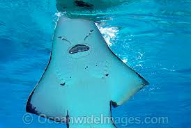 Image result for Rhynchobatus djiddensis