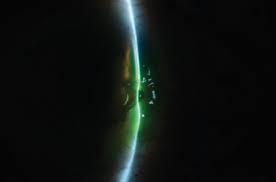 Attēlu rezultāti vaicājumam “Pemphigus borealis”