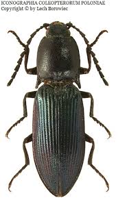 Attēlu rezultāti vaicājumam “Selatosomus cruciatus”