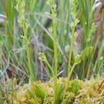 Attēlu rezultāti vaicājumam “Hammarbya paludosa fruit”