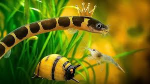 Image result for Scarus ferrugineus