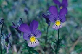 Attēlu rezultāti vaicājumam “Viola arvensis bud”