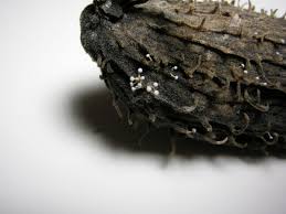 Attēlu rezultāti vaicājumam “Didymium squamulosum”