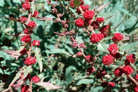 Image result for chenopodium foliosum