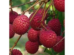 Attēlu rezultāti vaicājumam “Linaria loeselii fruit”