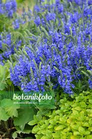 Attēlu rezultāti vaicājumam “Veronica austriaca subsp. teucrium”