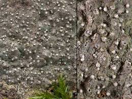 Attēlu rezultāti vaicājumam “Lecanactis abietina”