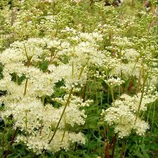Image result for Filipendula vulgaris