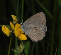 Attēlu rezultāti vaicājumam “Maculinea alcon underside”
