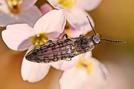 Attēlu rezultāti vaicājumam “Actenicerus sjaelandicus”