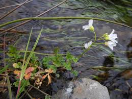 Attēlu rezultāti vaicājumam “Cardamine amara flower”
