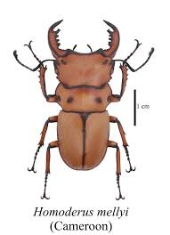 Attēlu rezultāti vaicājumam “Lucanidae”