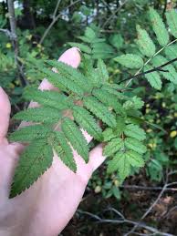 Attēlu rezultāti vaicājumam “Sorbus aucuparia leaf”
