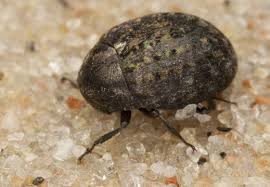 Attēlu rezultāti vaicājumam “Cytilus sericeus”