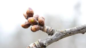 Attēlu rezultāti vaicājumam “Cerasus bud”