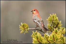 Attēlu rezultāti vaicājumam “Pinicola enucleator adult”