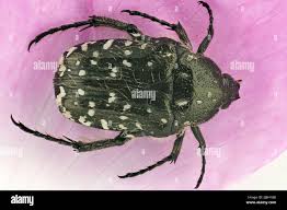 Attēlu rezultāti vaicājumam “Oxythyrea funesta imago”