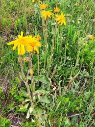 Attēlu rezultāti vaicājumam “Arnica montana”