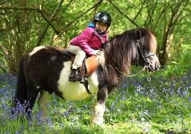 Image result for Bookham Riding Club