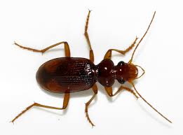 Attēlu rezultāti vaicājumam “Leistus terminatus”