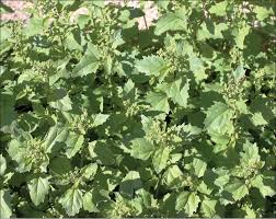 Attēlu rezultāti vaicājumam “Chenopodiaceae”