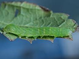 Attēlu rezultāti vaicājumam “Euplexia lucipara”