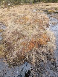 Attēlu rezultāti vaicājumam “Sphagnum austinii sporophyte”