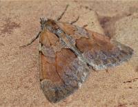 Attēlu rezultāti vaicājumam “Pennithera firmata”