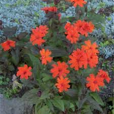 Attēlu rezultāti vaicājumam “Silene x arkwrightii Vesuvius flower”