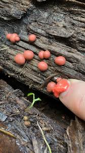 Attēlu rezultāti vaicājumam “Lycogala cf. oleocrystalliferum sessile”