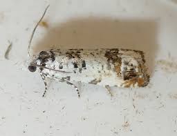 Attēlu rezultāti vaicājumam “Cochylis dubitana”