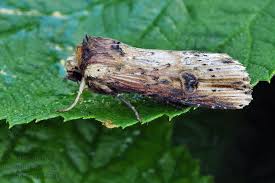 Attēlu rezultāti vaicājumam “Axylia putris”