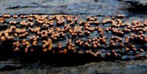 Attēlu rezultāti vaicājumam “Trichia botrytis var. cerifera”