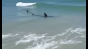 Image result for South Axholme Sharks Asc