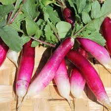 Image result for Radieschen