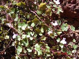 Attēlu rezultāti vaicājumam “Cymbalaria muralis leaf”