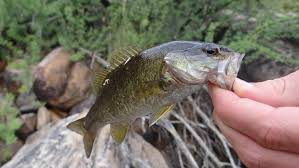 Image result for Micropterus dolomieu